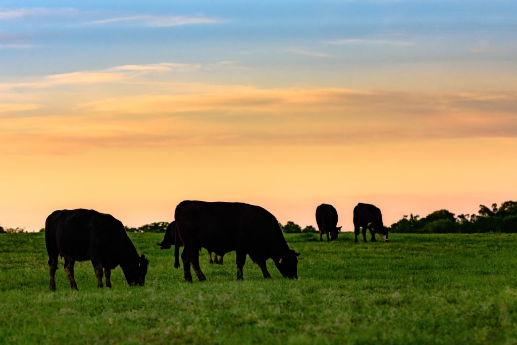 Ontario GrassFed Beef What it is & Why You Need it Farmway Foods