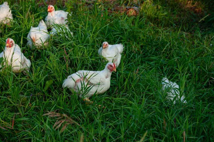 white-rock-chicken-care-and-feeding