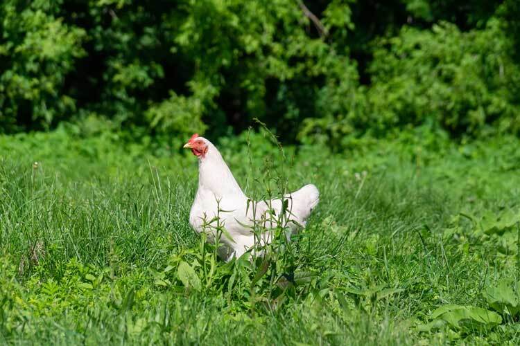 free-range-chicken-farming