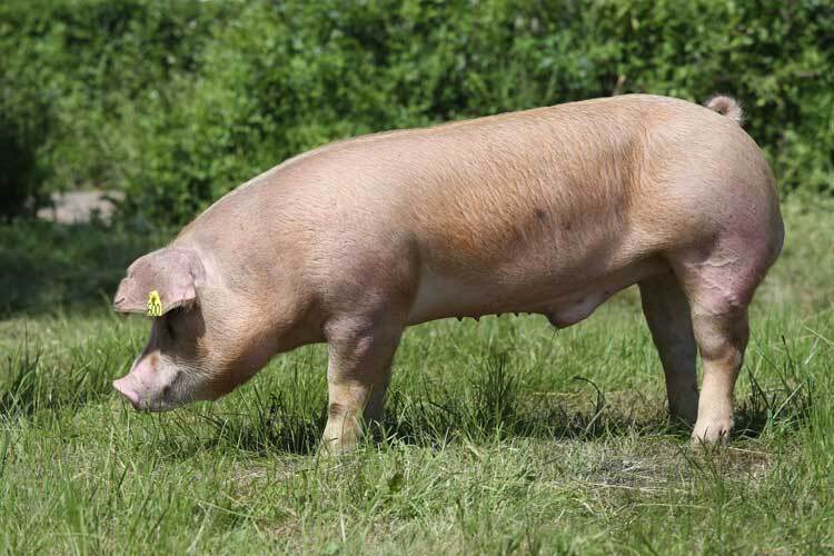 discovering-duroc-pigs