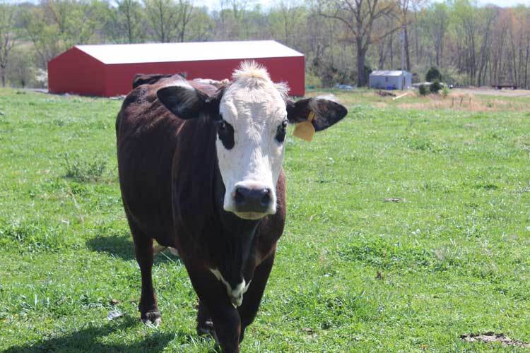 the-premium-quality-of-hereford-cattle